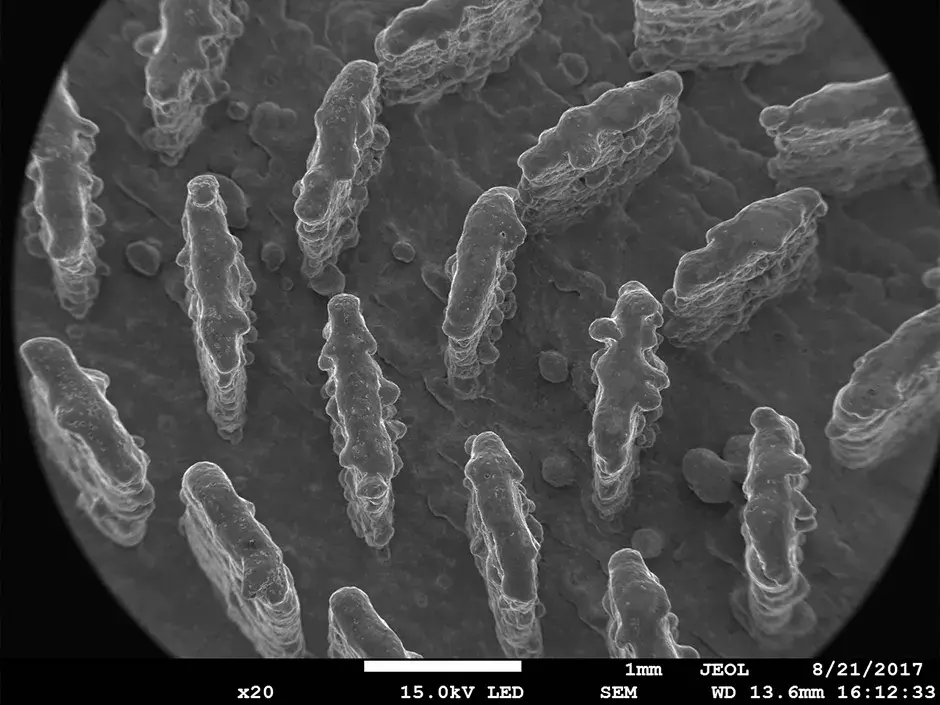 Immagine semiconduttore RF ingrandita 20 volte tramite SEM