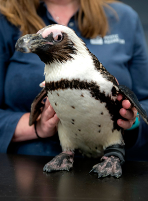 Purps il pinguino
